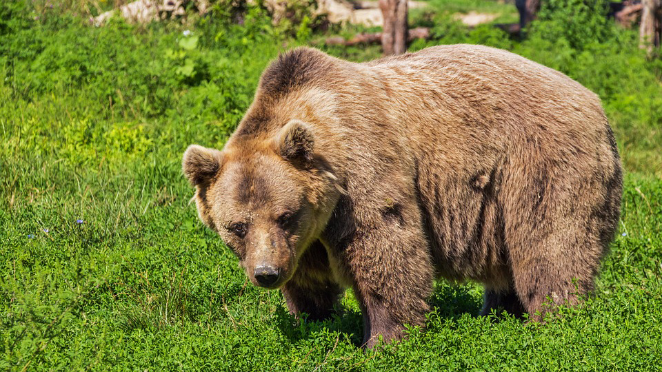 Bear Watching Slovenia