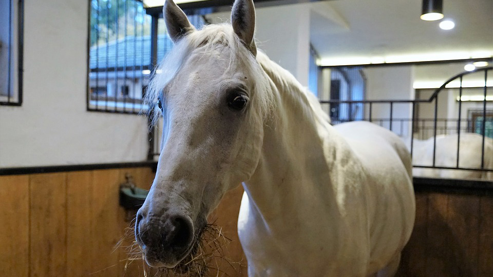 Horses in Lipica