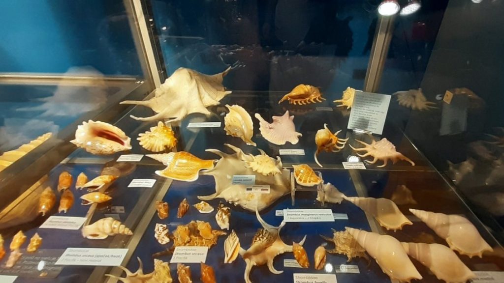 Magical World of Shells Museum Piran Slovenia