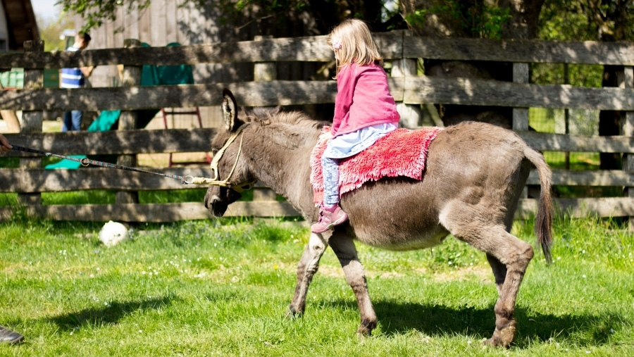 Tourist Farm Pri Martinovih