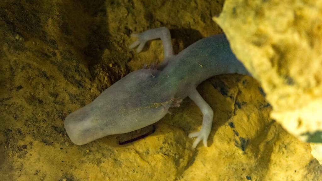 Postojna Cave Vivarium Olm