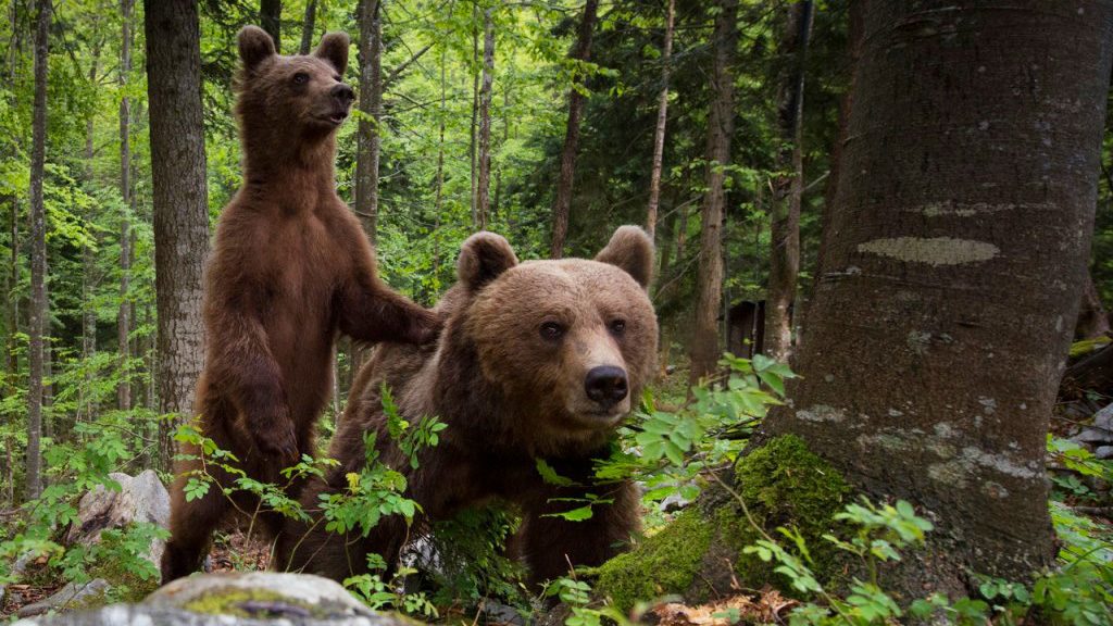 Bear Watching Slovenia