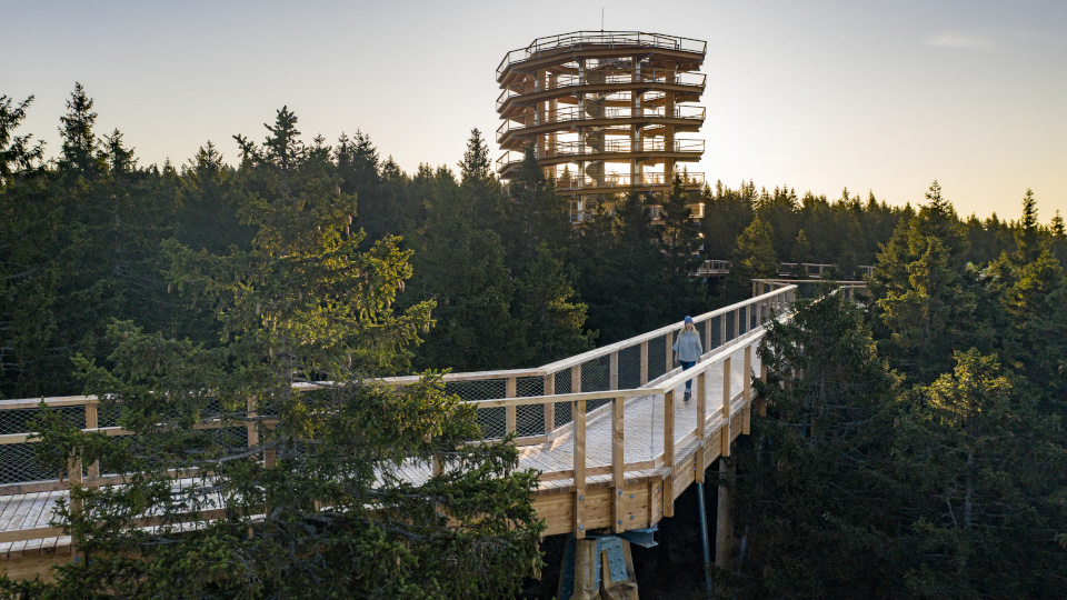 Treetop Walk in Pohorje