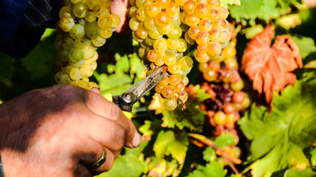 Grape Harvesting Slovenia