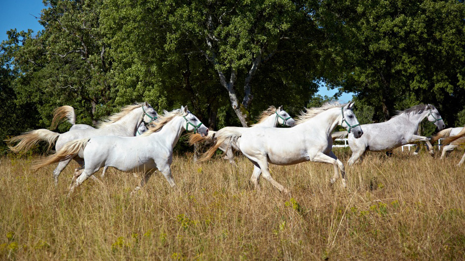 Horsefarm Lipica, Slovenia